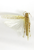CollectionObject 1591614; c5c0ef51-b84f-43dc-afbd-8fa240ae6d19: male, dorsal view (paratype). (CollectionObject).