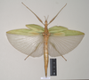CollectionObject 1562285; NHMUK(SF IMPORT DUPLICATE) 845096, 2604a516-7075-407e-9b68-ad00bbfd3aa9: copyright Natural History Museum, London. female of Trigonoderus childreni (syntype). (CollectionObject).