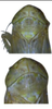 Head: head and thorax, face (male). (Observation).