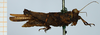 male, lateral view (syntype). Depicts CollectionObject 1584347; 8c6e3926-f852-450f-8bc2-2dddaa80d0ef, a CollectionObject.