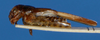 CollectionObject 1580023; d57c087e-dae4-454e-8ffc-5d3de4912272: female, lateral view (paralectotype). (CollectionObject).
