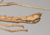 CollectionObject 1560285; c42665e7-922a-4a4e-bc70-12928f7e520e: copyright Natural History Museum, London. male: end of abdomen, lateral view (syntype). (CollectionObject).;CollectionObject 1560286; 3e34dd6f-f719-45b4-b973-e3a6199c4aaf: copyright Natural History Museum, London. male: end of abdomen, lateral view (syntype). (CollectionObject).
