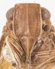 Head on Bladina mimica ramosa Kramer, 1976: (Observation).