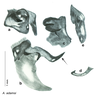 CollectionObject 1567084; 863a68cd-f6b0-4e15-9d64-1fe04602842b: Original drawing by Heidi Hopkins © Heidi Hopkins. Holotype, adult male, genitalia, ventral view. (CollectionObject).