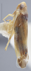 Habitus, lateral view: !! display not done !! on Empoa (Empoa) vestita (McAtee, 1926): Lateral. (Observation).