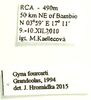 Gyna fourcarti Grandcolas, 1994: (Otu).
