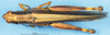 CollectionObject 1537579; d4df1c3d-aec2-4dac-99d8-39c263c46fda: female, dorsal view (syntype of Parapleurus armillatus). (CollectionObject).