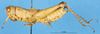 CollectionObject 1537582; e88c3f6c-9742-4fa6-bc49-79666e58b417: female, lateral view (holotype). (CollectionObject).
