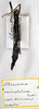 CollectionObject 1556912; 1e51592b-5dd7-4a19-8e46-2f9070921c20: copyright MSNG. female (paralectotype) Misidentified specimen of Parabrosoma bispinosum. (CollectionObject).