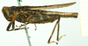 female, lateral view (syntype). Depicts CollectionObject 1585732; b2887729-fe01-48cc-9d48-4355b1199ae6, a CollectionObject.