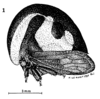 Habitus, lateral view: !! display not done !! on Membracis suctifructus Boulard & Couturier, 1991: (Observation).