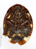 CollectionObject 1587495; MNHN(SF IMPORT DUPLICATE) MNHN-EP-EP766, 4bc2db4d-fe61-46eb-b9ab-70a0561a5dec: CC BY-NC-ND 4.0/MNHN - Depraetere Marion - 2014. Paratype, female, of regularis Grandcolas, 1993. Specimen number: MNHN-EP-EP766. http://coldb.mnhn.fr/catalognumber/mnhn/ep/ep766. (CollectionObject).
