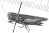 CollectionObject 1567233; f45111fc-b4e7-4843-a739-ba6cdf6238e0: female, lateral view (allotype). (CollectionObject).