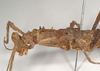 CollectionObject 1558174; 885f99da-0af1-45d6-8d45-4240f681d5ab: copyright Natural History Museum, London. female: head and thorax, lateral view (holotype). (CollectionObject).
