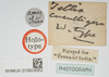 CollectionObject 1517851; 9a009760-4dc4-4f9d-9aab-95e03e677ba5, NHMUK010924562: labels (holotype of Tettix cucullifera). (CollectionObject).