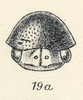 Head: !! display not done !! on Stictopelta bipunctata (Burmeister, 1836): (Observation).