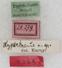 CollectionObject 1533029; NMW 20.279, 7d8b5655-777f-4f89-8c57-8ad927bf5e22: labels (allotype). (CollectionObject).