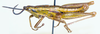 Parasphenella meridionalis (Kevan, 1956): male, lateral view. (Otu).