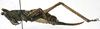 CollectionObject 1541903; 1eea4f76-c1d2-4d3d-8232-a2aa0ba84d81: female, lateral view. (CollectionObject).
