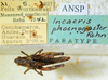 CollectionObject 1526831; ba5055e5-ad07-4767-82f5-fff6f40a7b42: female with labels (paratype). (CollectionObject).