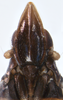 Head: !! display not done !! on Neomegamelanus lautus (Metcalf, 1923): (Observation).