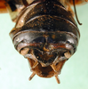 CollectionObject 1594840; 4b7af46d-d58c-4bd4-9c25-a3853a811f65: male abdomen tip, dorsal view. (CollectionObject).