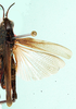 Zambiacris townsendi Johnsen, 1983: dorsal view. (Otu).