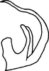 Aedeagus, lateral view: Aedeagus, lateral view. (Observation).
