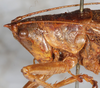 CollectionObject 1564285; NMW 17.601, a9a65a7e-85ad-4a2c-8ea2-8243d6ea6d42: female head and pronotum, dorso-lateral view (syntype). (CollectionObject).