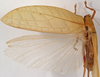 CollectionObject 1534698; 58741ca7-5560-4d6e-86e4-63bc64c44b87: female, dorsal view (syntype). (CollectionObject).