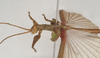 CollectionObject 1558482; NHMUK(SF IMPORT DUPLICATE) 845171, 605aa060-2321-45be-bdbb-93e1ceee4544: copyright Natural History Museum, London. male: head and thorax, lateral view (holotype). (CollectionObject).