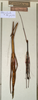 CollectionObject 1558824; 065bddb5-7bdc-4d45-a0f4-71872063bec0: copyright NMW, Vienna. male (lectotype, on right) and female (paralectotype). (CollectionObject).;CollectionObject 1558825; 6b311179-4c46-4aec-a818-9724cf93b847: copyright NMW, Vienna. male and female (syntypes). (CollectionObject).