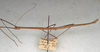 CollectionObject 1557828; 91c5cc64-746b-48a9-84f5-ac2c31d11e3d: copyright NMW, Vienna. male, lateral view of synonym Dixippus remanens (holotype). (CollectionObject).
