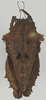 CollectionObject 1577224; c9ad63e8-4552-4421-a9b9-ef3799245e46: female, dorsal view. (CollectionObject).