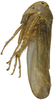 Habitus, lateral view on Andanus sordidus (Lozada, 1998): male. (Observation).