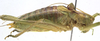 CollectionObject 1506533; 891e8458-c14b-47d7-95d9-36c832e1509f: male, lateral view (holotype). (CollectionObject).