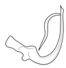 Aedeagus, lateral view on Pseudocostanana piraquarensis (Domahovski & Cavichioli, 2023): Male holotype [DZUP]: aedeagus, lateral view. (Observation).
