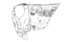 Chlorus borellii (Giglio-Tos, 1894): Fig. 6A. Female, head and pronotum (lateral view). (Otu).