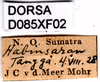 CollectionObject 1505120; 3ee88acf-12fe-4c6c-a6dc-a6de20fff911, DORSA D085XF02: labels. (CollectionObject).