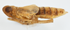 Habitus, lateral view on Delphacodes scolochloa Cronin & Wilson, 2007: (Observation).