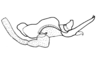 Zygoclistron superbum Rehn, 1907: Fig. 81. endophallus, lateral view. (Otu).