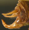 CollectionObject 1476144; 7f1c841b-e43b-4a4a-8528-5065deb643d9: male abdominal apex, lateral view (holotype). (CollectionObject).
