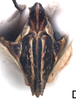 Ovipositor on Diplocolenus (Verdanus) evansi (Ashmead, 1904): Ovipositor. (Observation).