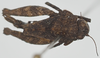 CollectionObject 1580739; 535a87fb-ffb3-451e-bc88-222919dc8463: female, dorsal view. (CollectionObject).