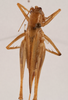 CollectionObject 1534525; a90e162f-bf3d-454b-a844-79aa191b5b31: female, dorsal view (holotype). (CollectionObject).