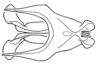Aleuas vitticollis Stål, 1878: Fig. 34D. phallic complex without epiphallus, dorsal view. (Otu).