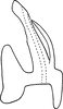 Aedeagus, lateral view on Erythridula harpax (Beamer, 1930): Aedeagus, lateral view. (Observation).