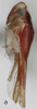 Habitus, lateral view on Arboridia (Arboridia) sexprocessa Song, Li & Dietrich, 2016: Habitus, lateral view. (Observation).