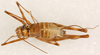 CollectionObject 1499408; 97247681-0d79-43b6-9c83-8e2b6533004e: male, dorsal view (holotype). (CollectionObject).