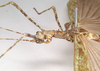 CollectionObject 1558679; 949218be-143d-41b8-a0d2-ecf7be6ac7c4: copyright Natural History Museum, London. female: head and thorax, lateral view (holotype). (CollectionObject).